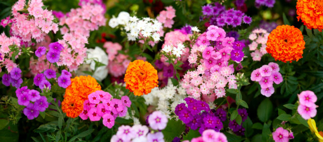 Grave Flowers in Frisco TX