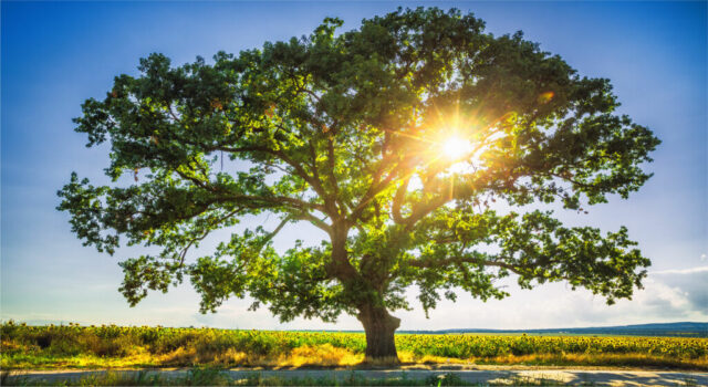Memorial Tree Planting in Frisco TX